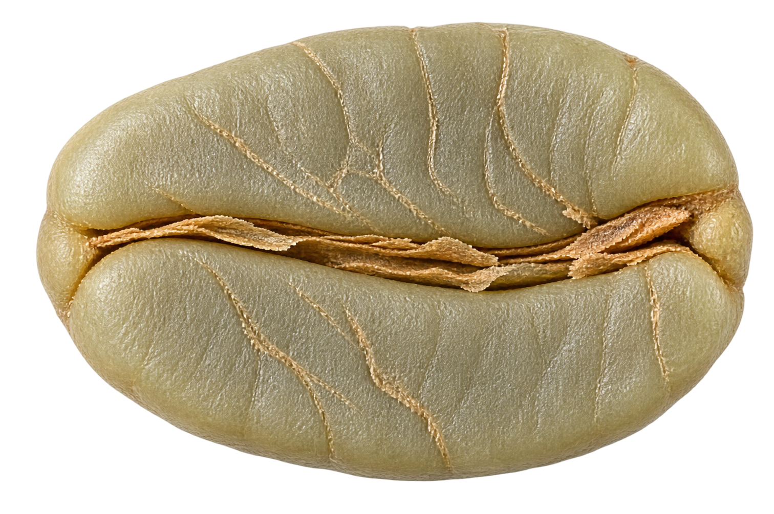 ARABICA CHERRY green coffee bean