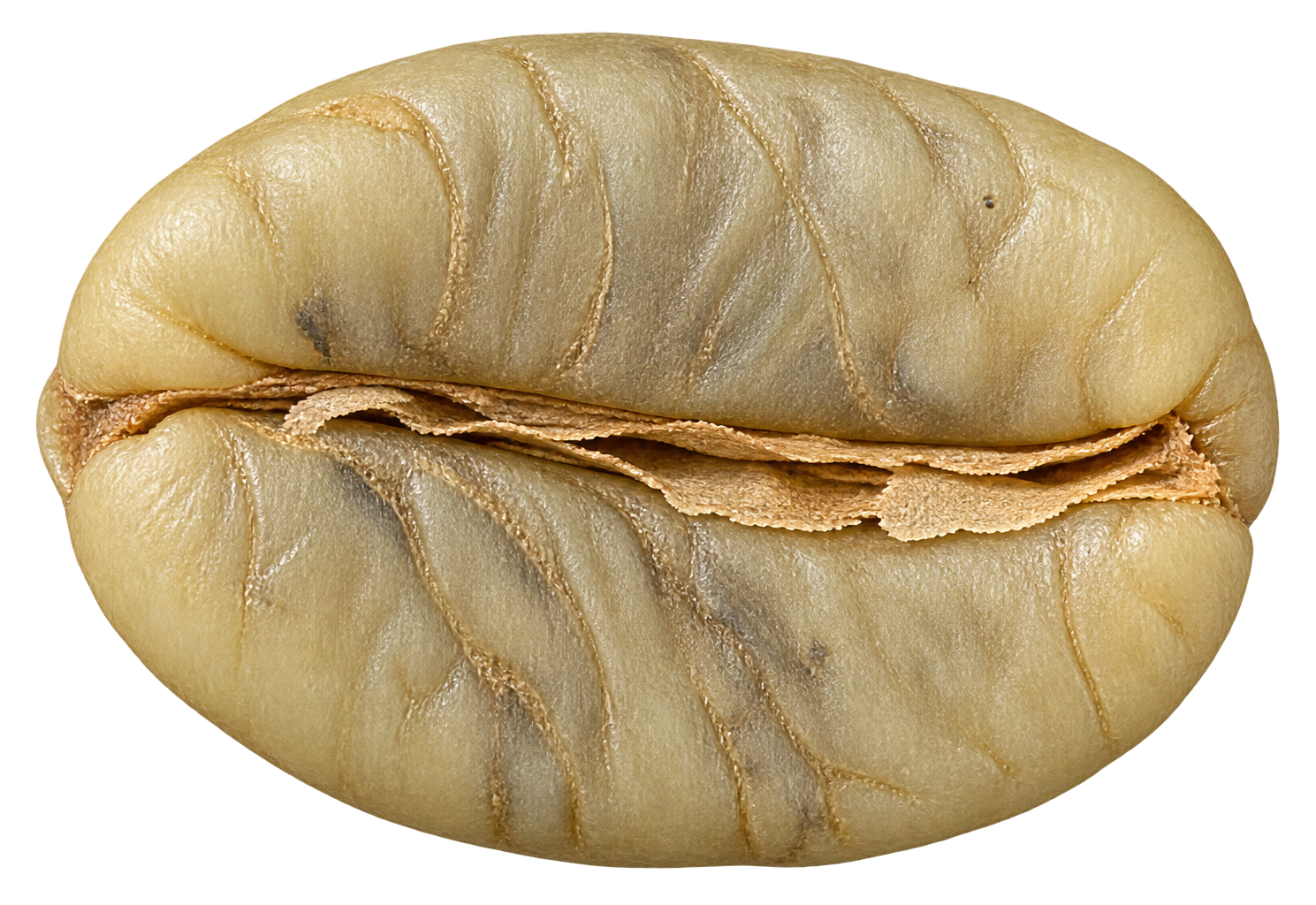 WASHED ARABICA green coffee bean