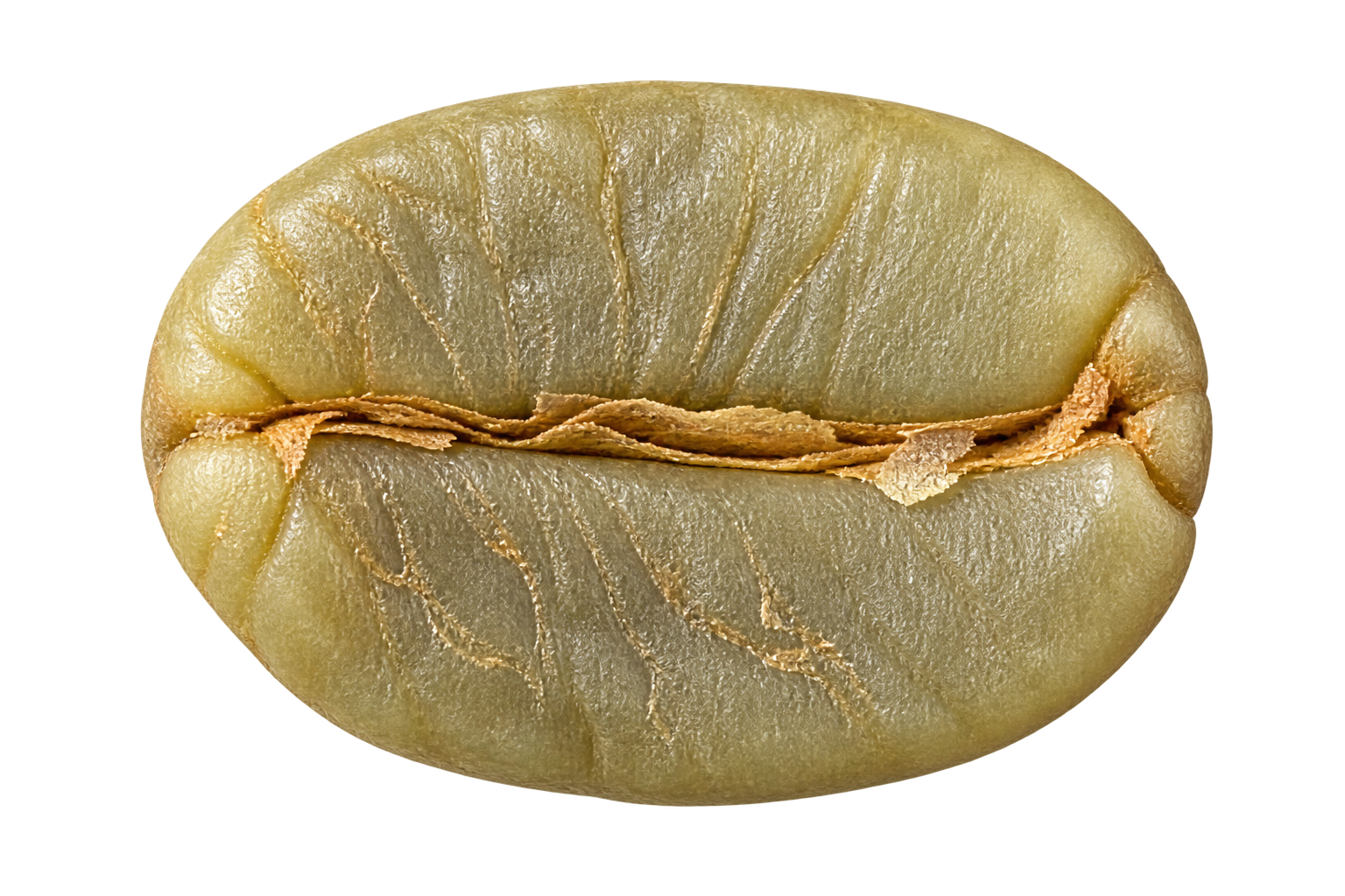 MONSOONED MALABAR green coffee bean