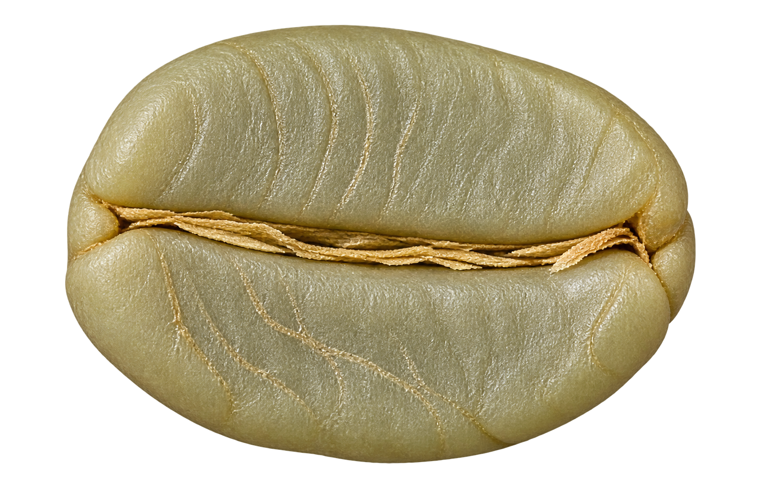 ROBUSTA CHERRY green coffee bean
