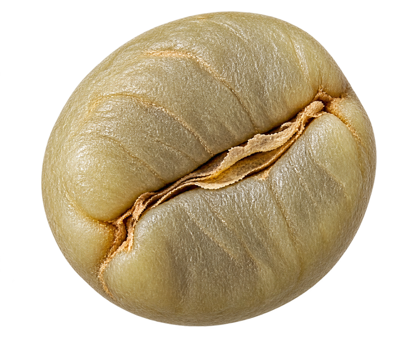 ROBUSTA PEABERRY green coffee bean